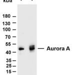 Aurora A Rabbit Monoclonal Antibody