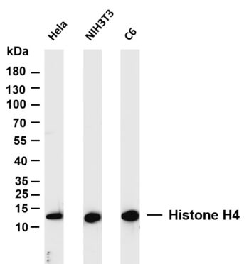 Histone H4 Rabbit Monoclonal Antibody