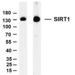 SIRT1 Rabbit Monoclonal Antibody