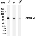 AMPK α1 Rabbit Monoclonal Antibody