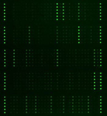 Pathway Antibody Array - each column contains six replicates