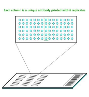 Layout of Pathway Antibody Arrays - Six replicates/Antibody