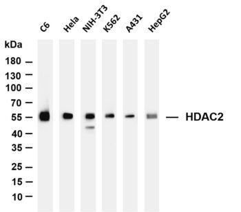 HDAC2 Rabbit Monoclonal Antibody