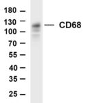 CD68 Rabbit Monoclonal Antibody