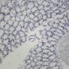 SP1 Rabbit Monoclonal Antibody - Image 2