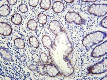 KLF4 Rabbit Monoclonal Antibody - Image 2