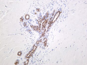GSK3 β (Phospho-Ser9) Rabbit Monoclonal Antibody - Image 2