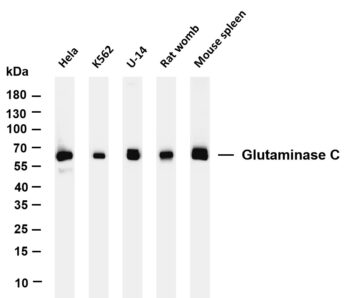 Glutaminase C Rabbit Monoclonal Antibody