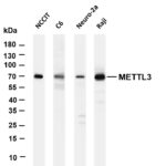 METTL3 Rabbit Monoclonal Antibody
