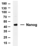 Nanog Rabbit Monoclonal Antibody