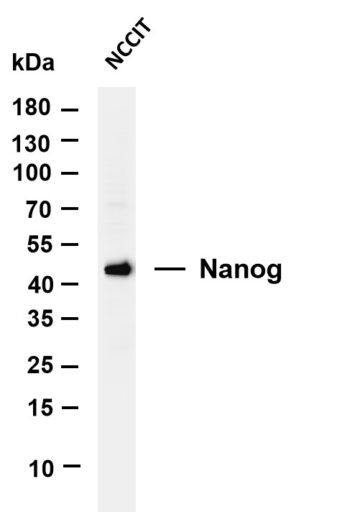 Nanog Rabbit Monoclonal Antibody