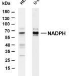 NADPH oxidase 4 Rabbit Monoclonal Antibody