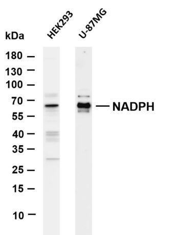 NADPH oxidase 4 Rabbit Monoclonal Antibody