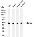 Lactate Dehydrogenase Rabbit Monoclonal Antibody