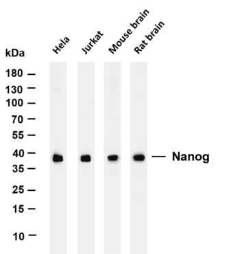 Lactate Dehydrogenase Rabbit Monoclonal Antibody