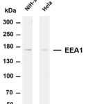 EEA1 Rabbit Monoclonal Antibody