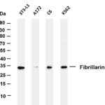 Fibrillarin Rabbit Monoclonal Antibody