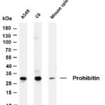 Prohibitin Rabbit Monoclonal Antibody
