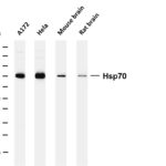 Hsp70 Rabbit Monoclonal Antibody
