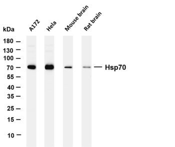Hsp70 Rabbit Monoclonal Antibody