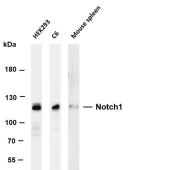 Notch1 Rabbit Monoclonal Antibody
