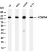 KDM1A Rabbit Monoclonal Antibody