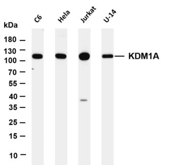 KDM1A Rabbit Monoclonal Antibody