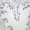 KDM1A Rabbit Monoclonal Antibody - Image 2