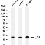 p21 Rabbit Monoclonal Antibody