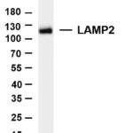 LAMP2 Rabbit Monoclonal Antibody