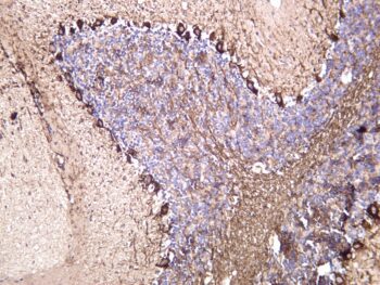 Neurofilament heavy polypeptide Rabbit Monoclonal Antibody - Image 2