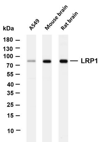 LRP1 Rabbit Monoclonal Antibody