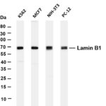 Lamin B1 Rabbit Monoclonal Antibody