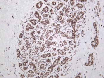 Lamin B1 Rabbit Monoclonal Antibody - Image 2