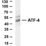 ATF-4 Rabbit Monoclonal Antibody