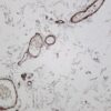 α smooth muscle actin Rabbit Monoclonal Antibody - Image 2
