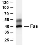 Fas Rabbit Monoclonal Antibody