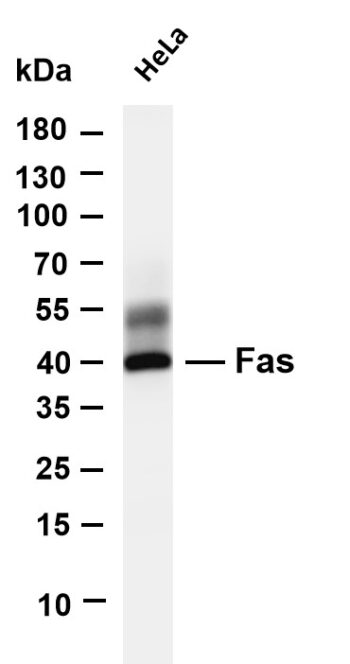 Fas Rabbit Monoclonal Antibody