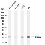 LC3A Rabbit Monoclonal Antibody
