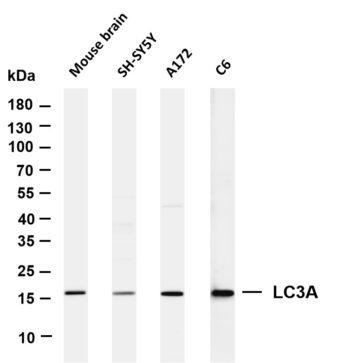 LC3A Rabbit Monoclonal Antibody