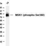 MSK1 (Phospho-Ser360) Rabbit Monoclonal Antibody