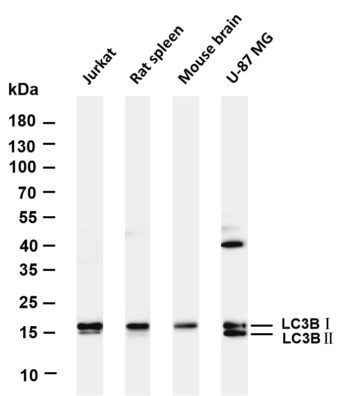 LC3B Rabbit Monoclonal Antibody