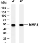 MMP3 Rabbit Monoclonal Antibody
