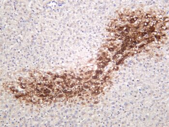Glutamine Synthetase Rabbit Monoclonal Antibody - Image 2