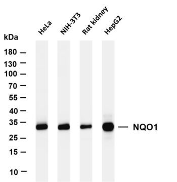 NQO1 Rabbit Monoclonal Antibody