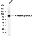 Chromogranin A Rabbit Monoclonal Antibody