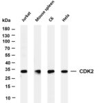 CDK2 Rabbit Monoclonal Antibody