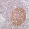 CDK2 Rabbit Monoclonal Antibody - Image 2