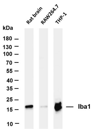 Iba1 Rabbit Monoclonal Antibody - Image 2