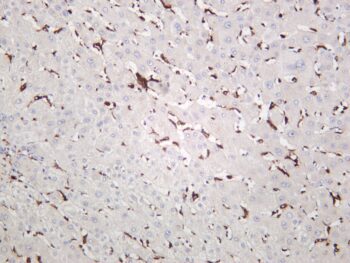 Iba1 Rabbit Monoclonal Antibody - Image 6